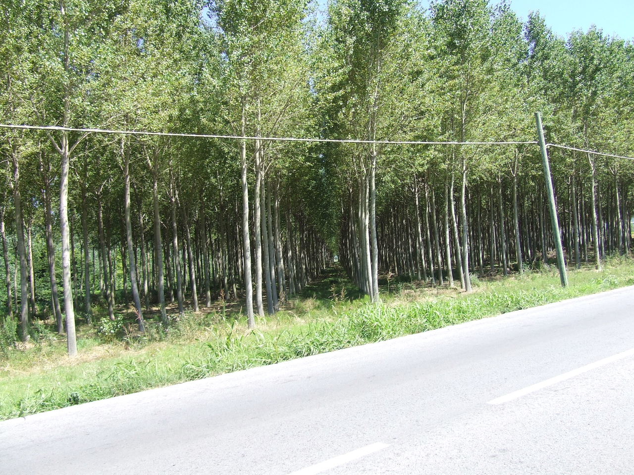 DSCF1443.JPG